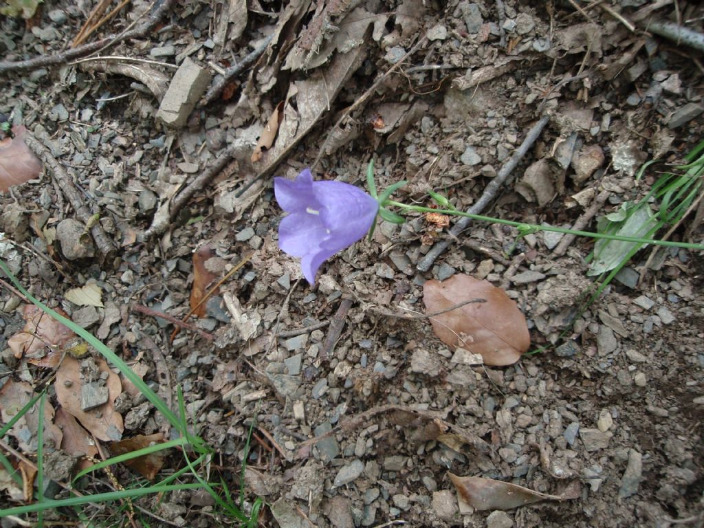Campanula persicifolia e Campanula macrorhiza